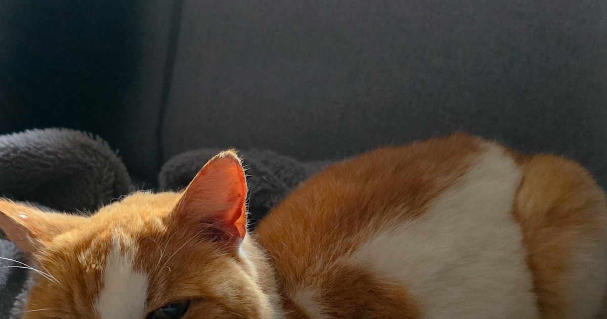 Heb jij Bobbie of Tijger gezien? Deze twee huisdieren worden in Tholen vermist