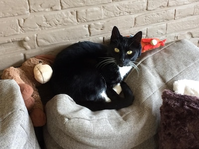 Heb jij Kitty, Blackjack of Chop gezien? Deze vier huisdieren worden in Schouwen-Duiveland vermist