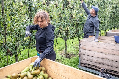 Criminoloog ging jaar lang undercover tussen de arbeidsmigranten: ‘Een verrot systeem’