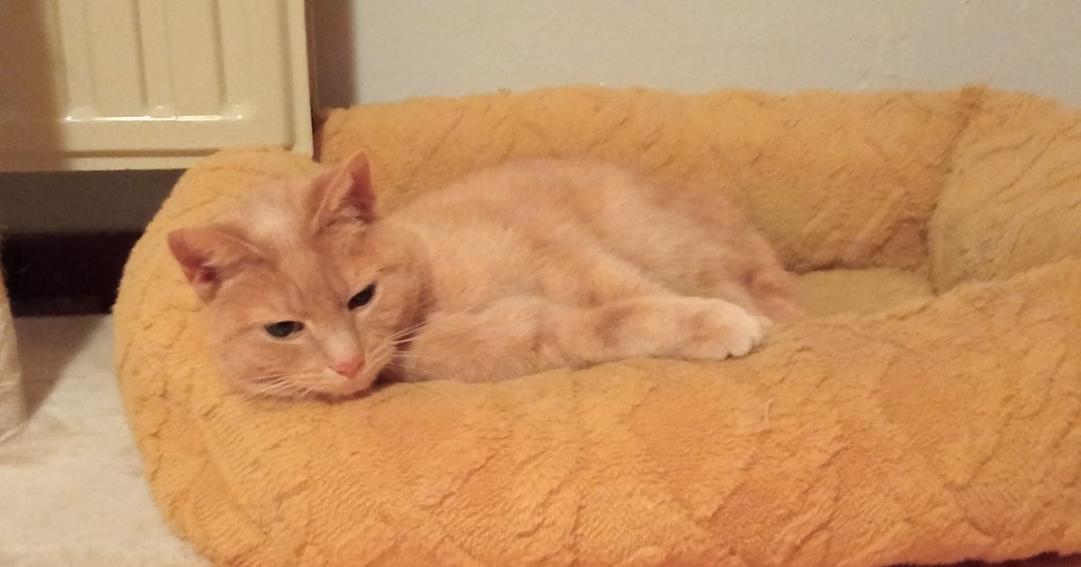 Heb jij Rosa, Amélie of Moppie gezien? Deze vier huisdieren worden in Hulst vermist