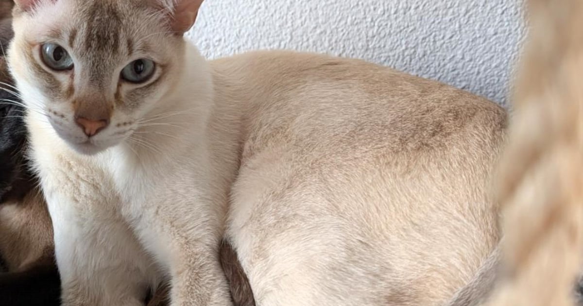 Heb jij Binky, Djavi of Gustaw gezien? Deze vijf huisdieren worden in Terneuzen vermist