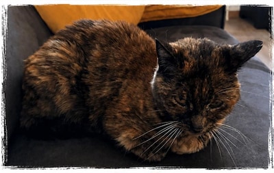 Heb jij Nala, Binkie of Sara gezien? Deze vier huisdieren worden in Schouwen-Duiveland vermist