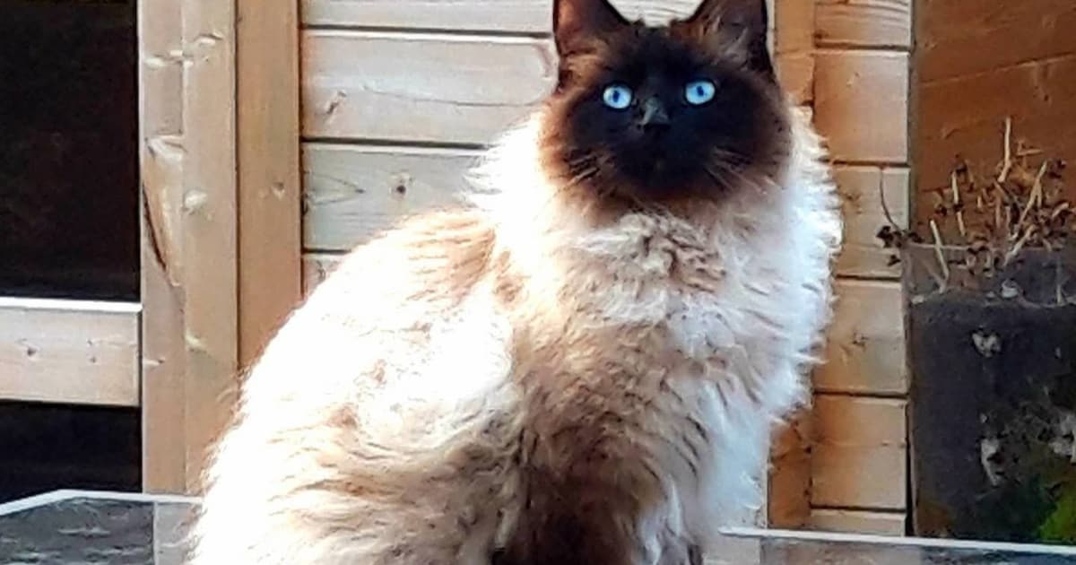 Heb jij Mavi gezien? Dit huisdier wordt in Terneuzen vermist