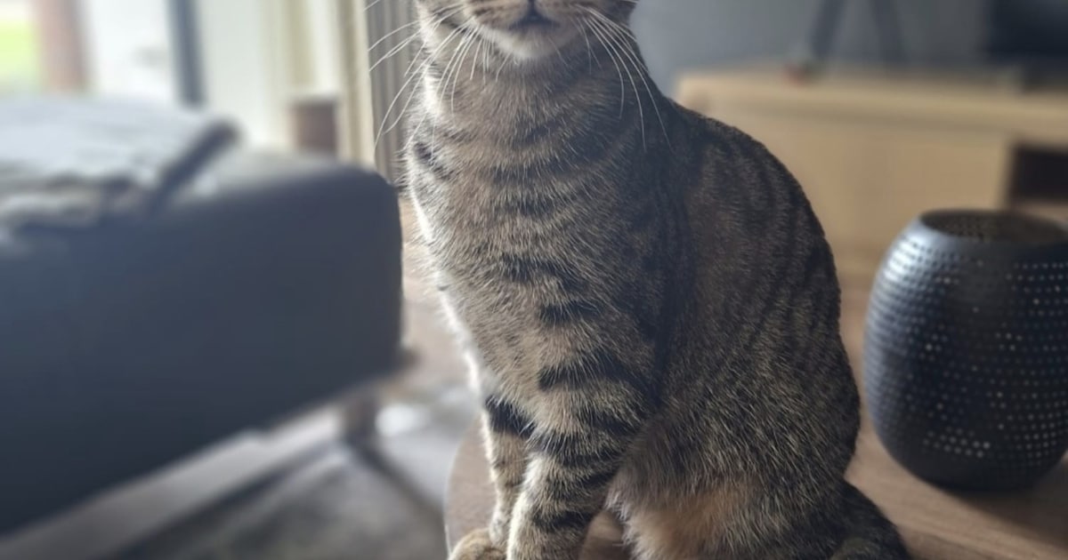 Heb jij Mo, Dodger of Poes gezien? Deze vier huisdieren worden in Terneuzen vermist