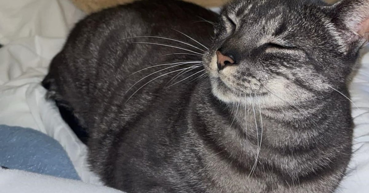 Heb jij Charlie of Tommie gezien? Deze twee huisdieren worden in Breda vermist