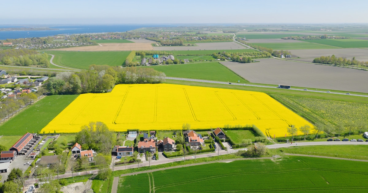 Koolzaad is bezig aan opmars in Zeeland: metershoge plant heeft geen last van droog voorjaar