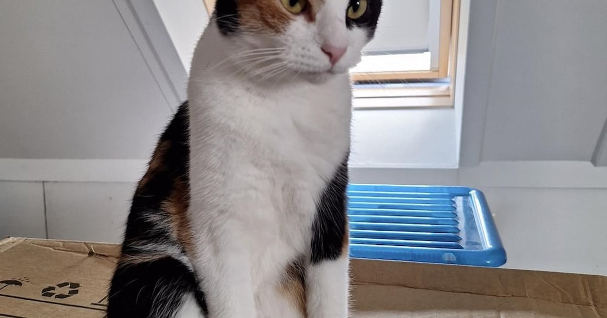 Heb jij Dito, Saartje of Moos gezien? Deze negen huisdieren worden in Middelburg vermist