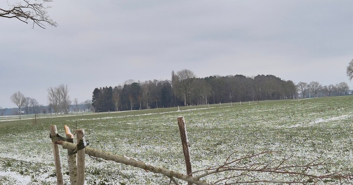 Pas aangeplante boompjes opnieuw moedwillig vernield in Papenmoerstraat.