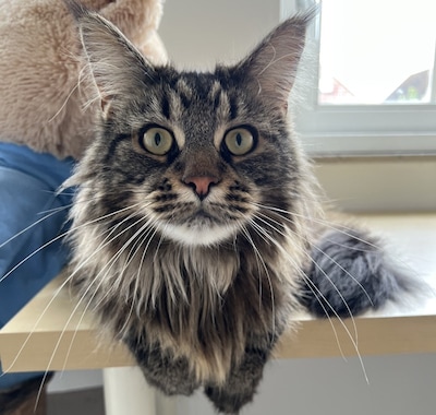 Heb jij Sammy, Mixy of Benji gezien? Deze drie huisdieren worden in Tholen vermist