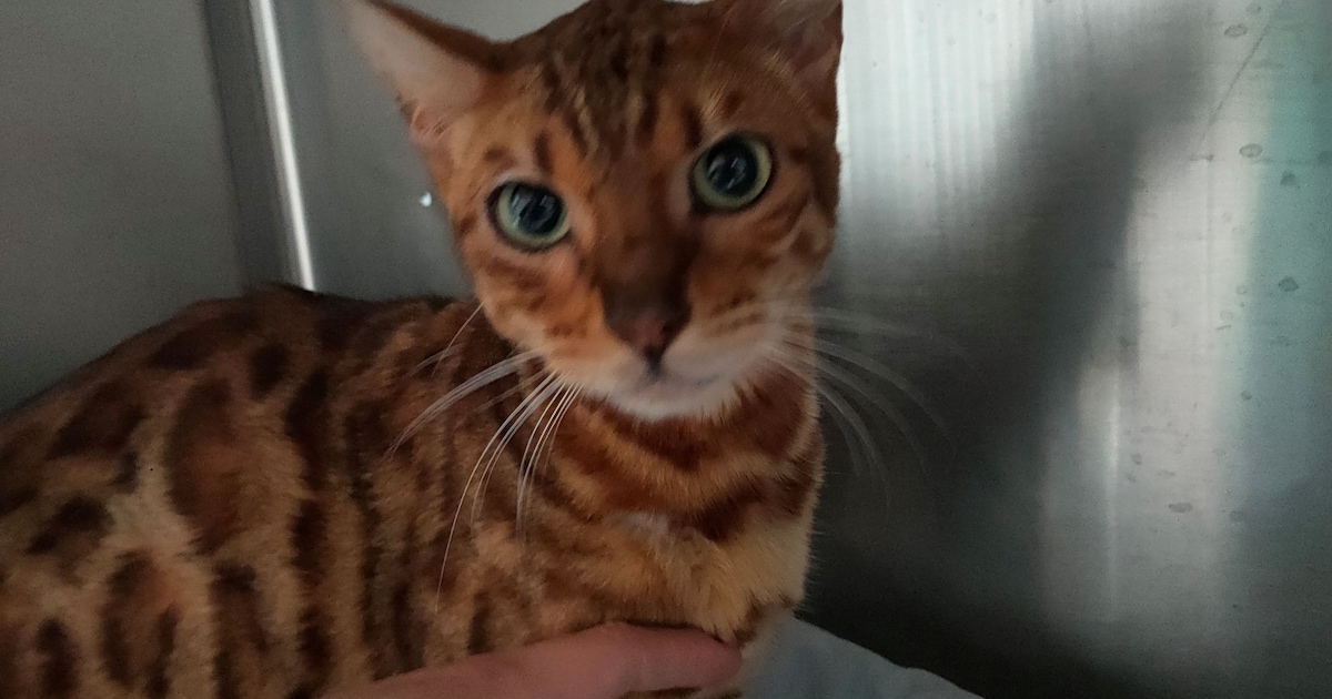 Heb jij Nala of Goomba gezien? Deze twee huisdieren worden in Bergen op Zoom vermist