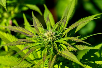 Flinke toename woningsluitingen Tholen door aandacht voor drugs