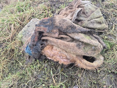 Rode kater gedumpt in verzwaarde zak in sloot: ‘Hoe dan? Hoe heeft dat dier moeten lijden?’