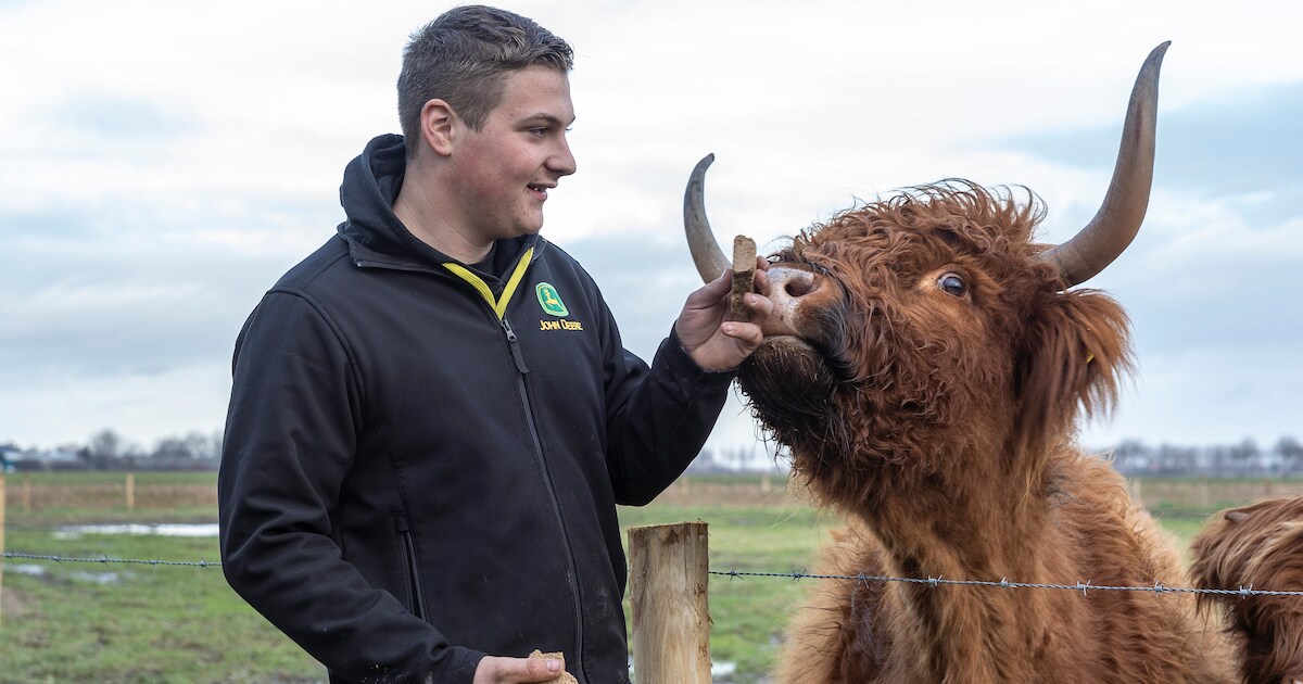 Hooglanders op drift in de polder